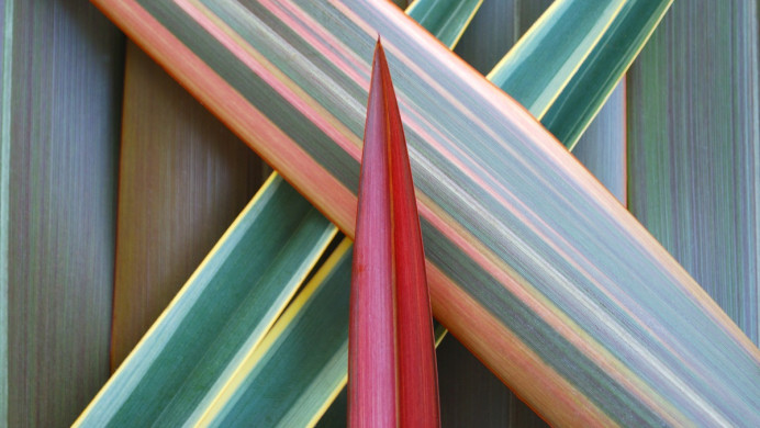 Flax leaves arranged