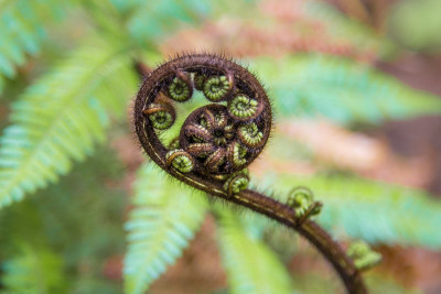 A fern frond