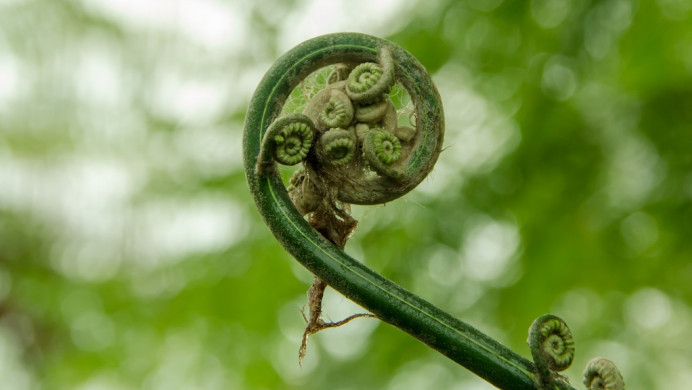 Koru fern frond