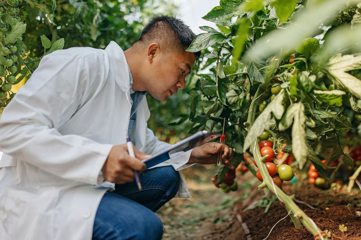 Young student studying tomatoes in greenhouse