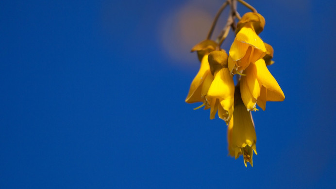 Kowhai blossom