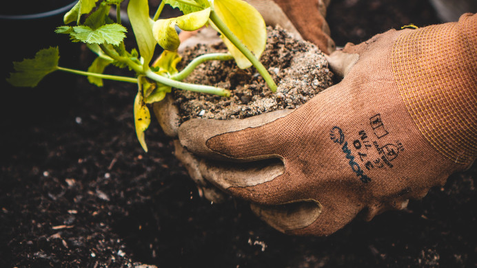 A person's gloved hands tend some seedlings